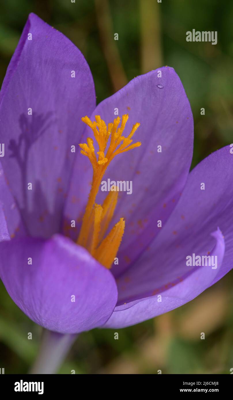 Stili e stimmi di Crocus d'autunno, Crocus nudiflorus in fiore in habitat naturale, Pirenei francesi. Foto Stock