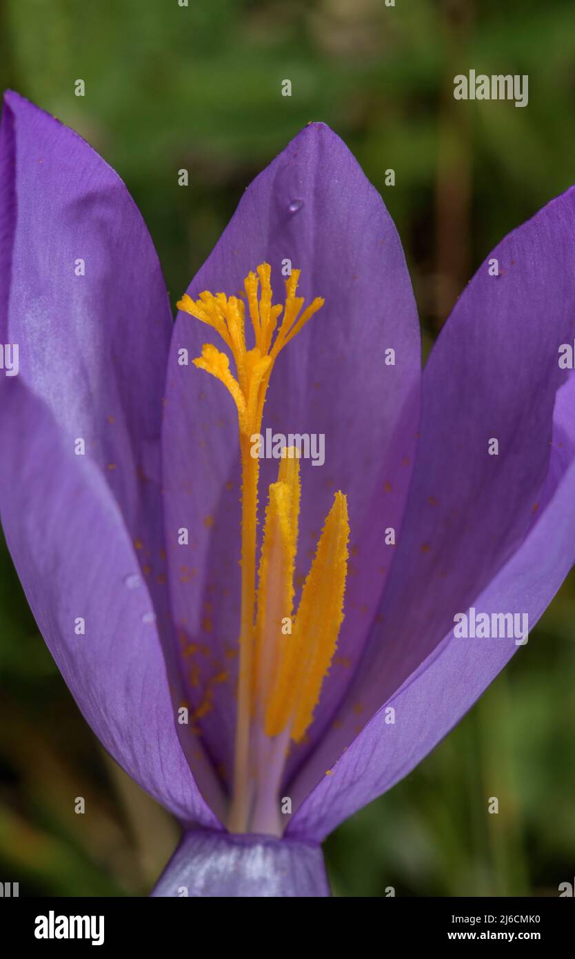 Stili e stimmi di Crocus d'autunno, Crocus nudiflorus in fiore in habitat naturale, Pirenei francesi. Foto Stock