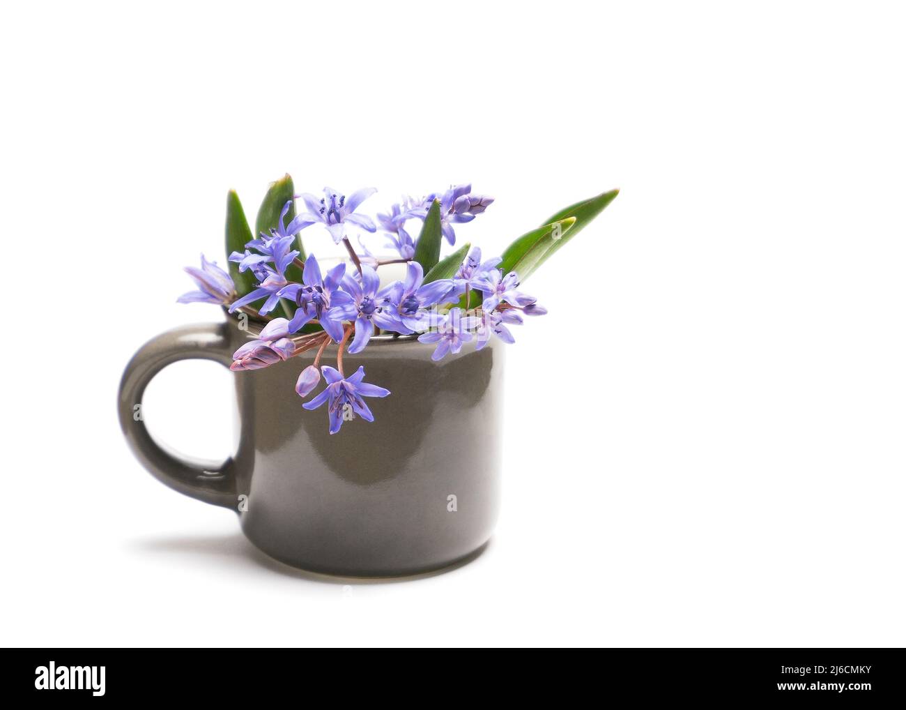 bouquet di gocce di neve in una tazza su sfondo bianco Foto Stock