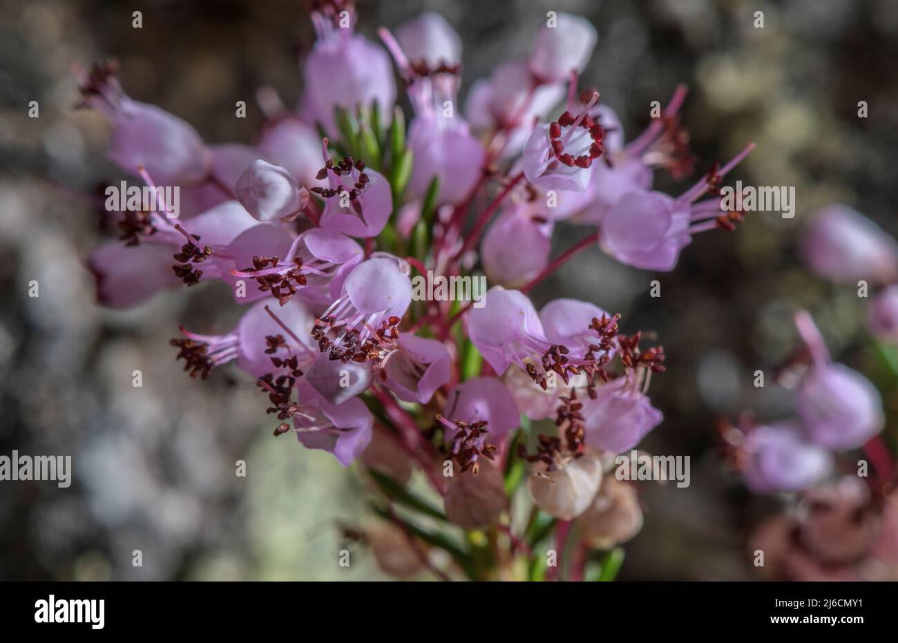 Guarire Cornovaglia, Erica vagans, in fiore in autunno. Foto Stock