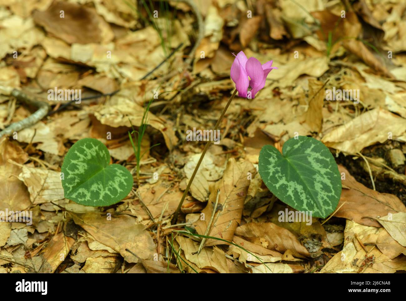 Ciclamini alpini, ciclamini puraschi, in fiore a fine estate in boschi decidui, Alpi austriache. Foto Stock