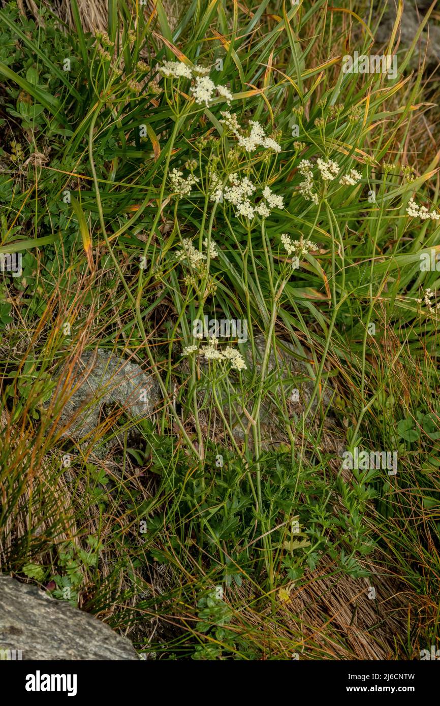 Burnett-saxifrage, Pimpinella saxifraga in fiore in prateria altopiano. Foto Stock