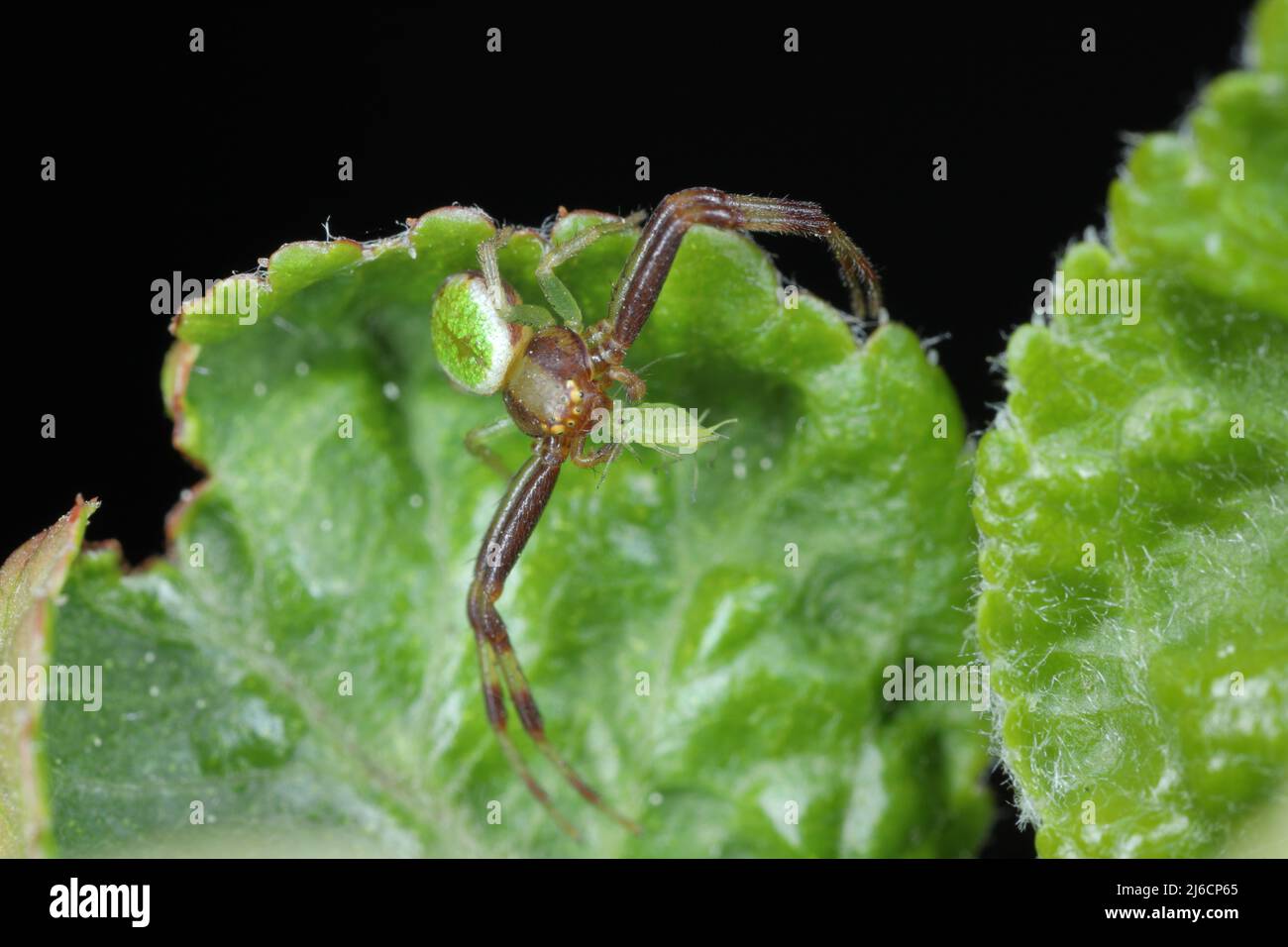 Un ragno con un'apide cacciata su una foglia verde. I ragni sono nemici naturali di molti parassiti della pianta. Foto Stock
