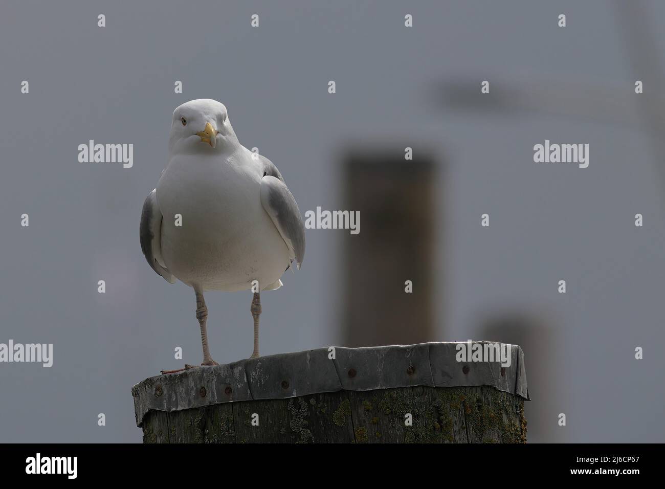 primo piano di un gabbiano di aringa che perchera su un palo Foto Stock