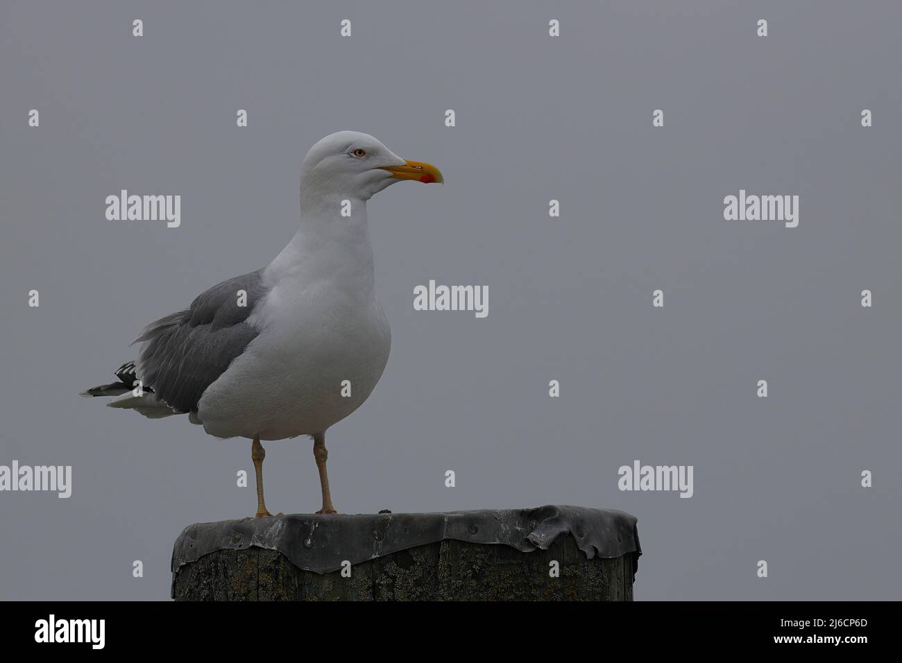 primo piano di un gabbiano di aringa che perchera su un palo Foto Stock