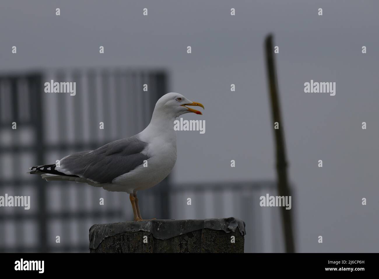 primo piano di un gabbiano di aringa che perchera su un palo Foto Stock