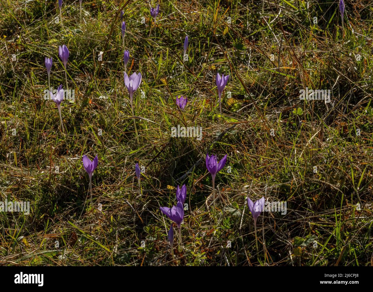 Un Crocus fiorito in autunno, Crocus banaticus, in alpeggio, Carpazi. Foto Stock