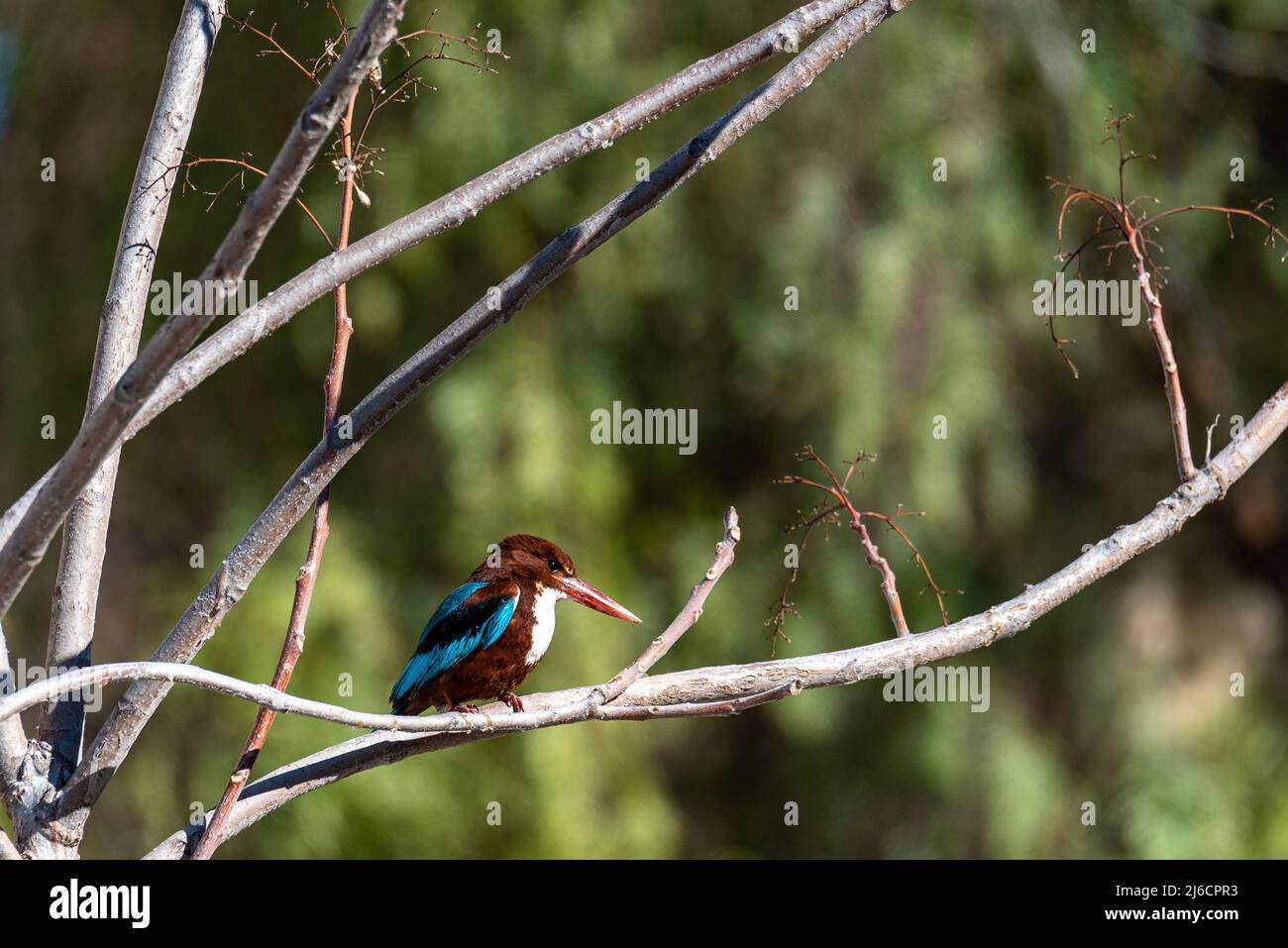 Kingfisher a gola bianca , uccello Kingfisher. Jerusalim Foto Stock