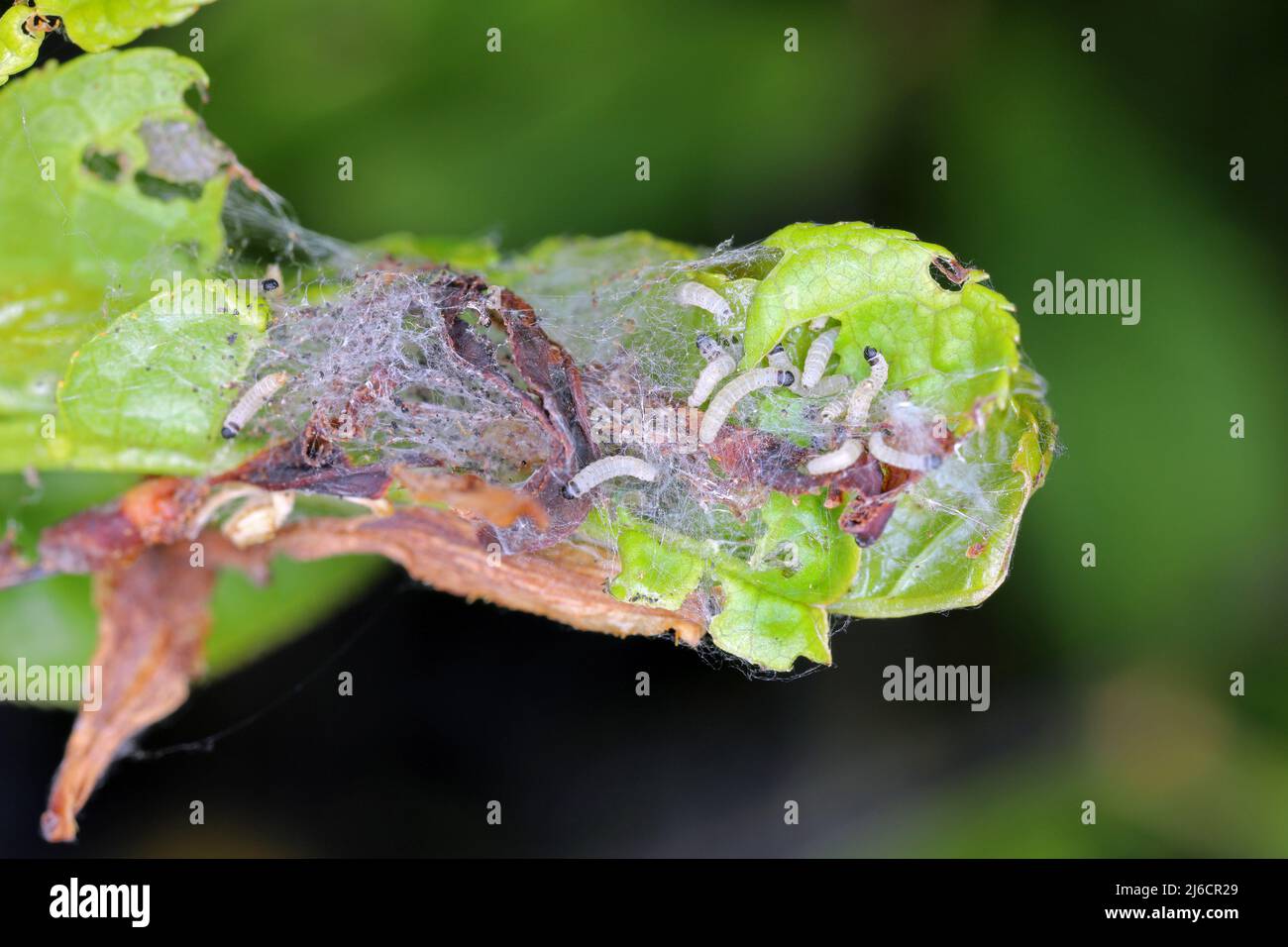 Gruppo di giovani larve di Bird-Cherry ermine (Yponomeuta evonynella) pupazzo in rete comune, bianca e molto fitte su un tronco di albero e rami. Foto Stock