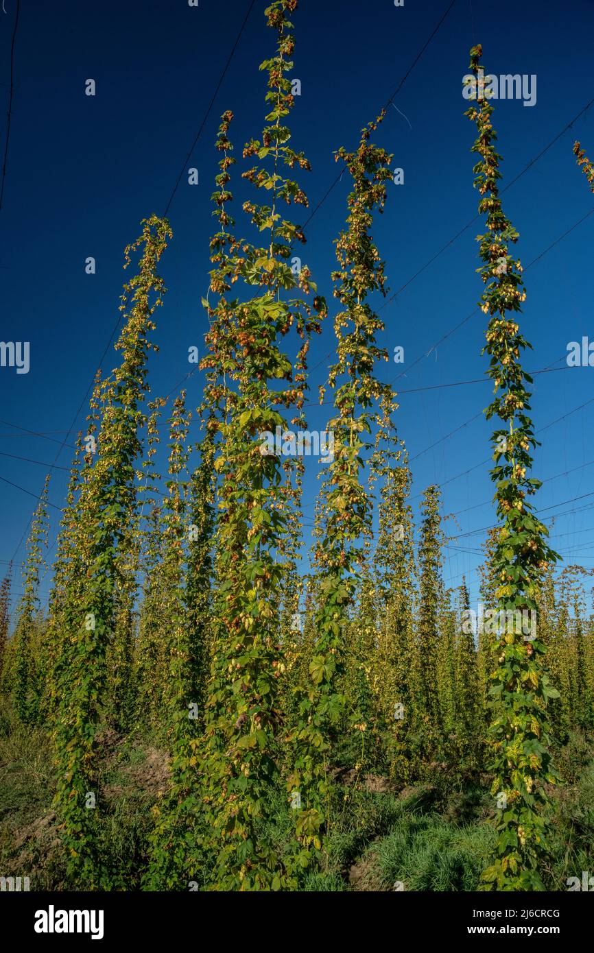 Coltivato Hop Garden, Hop, Humulus lupus, per l'industria della birra. Romania. Foto Stock