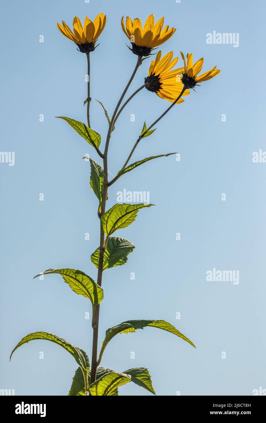 Topinambur carciofo, Helianthus tuberosus, in fiore in autunno. Foto Stock
