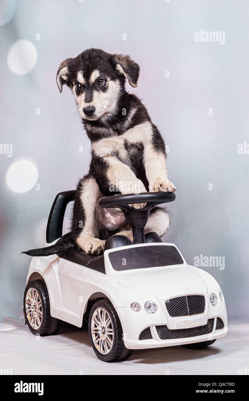 Un cucciolo di pastore di mezza razza in un'auto giocattolo per bambini. Divertente cane bambino che gioca con giocattoli umani Foto Stock