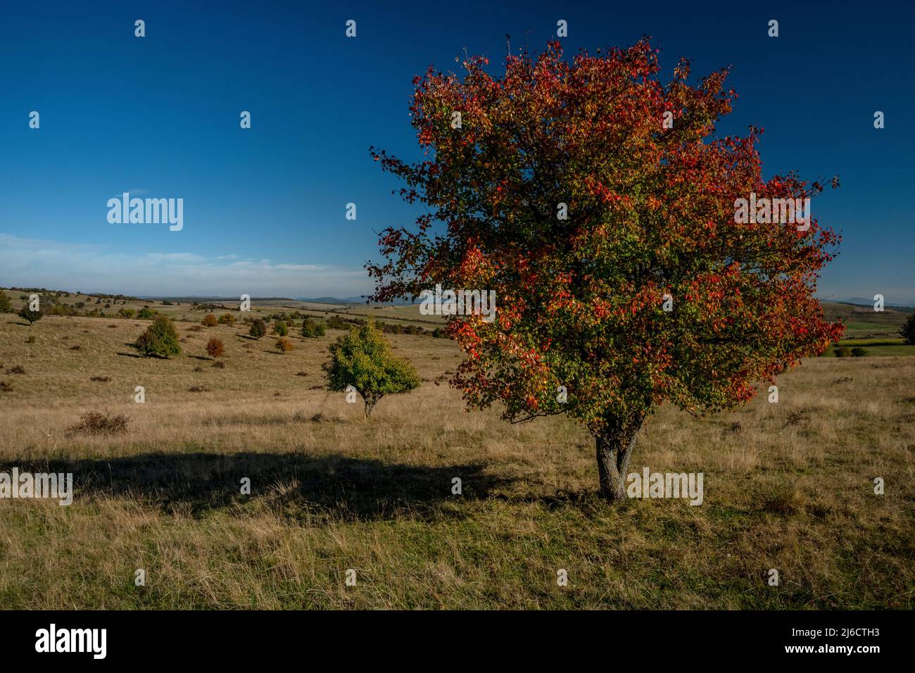 Pera selvatica europea, Pirus piraster, albero in prateria aperta in Sassonia Transilvania, Romania. Autunno. Foto Stock