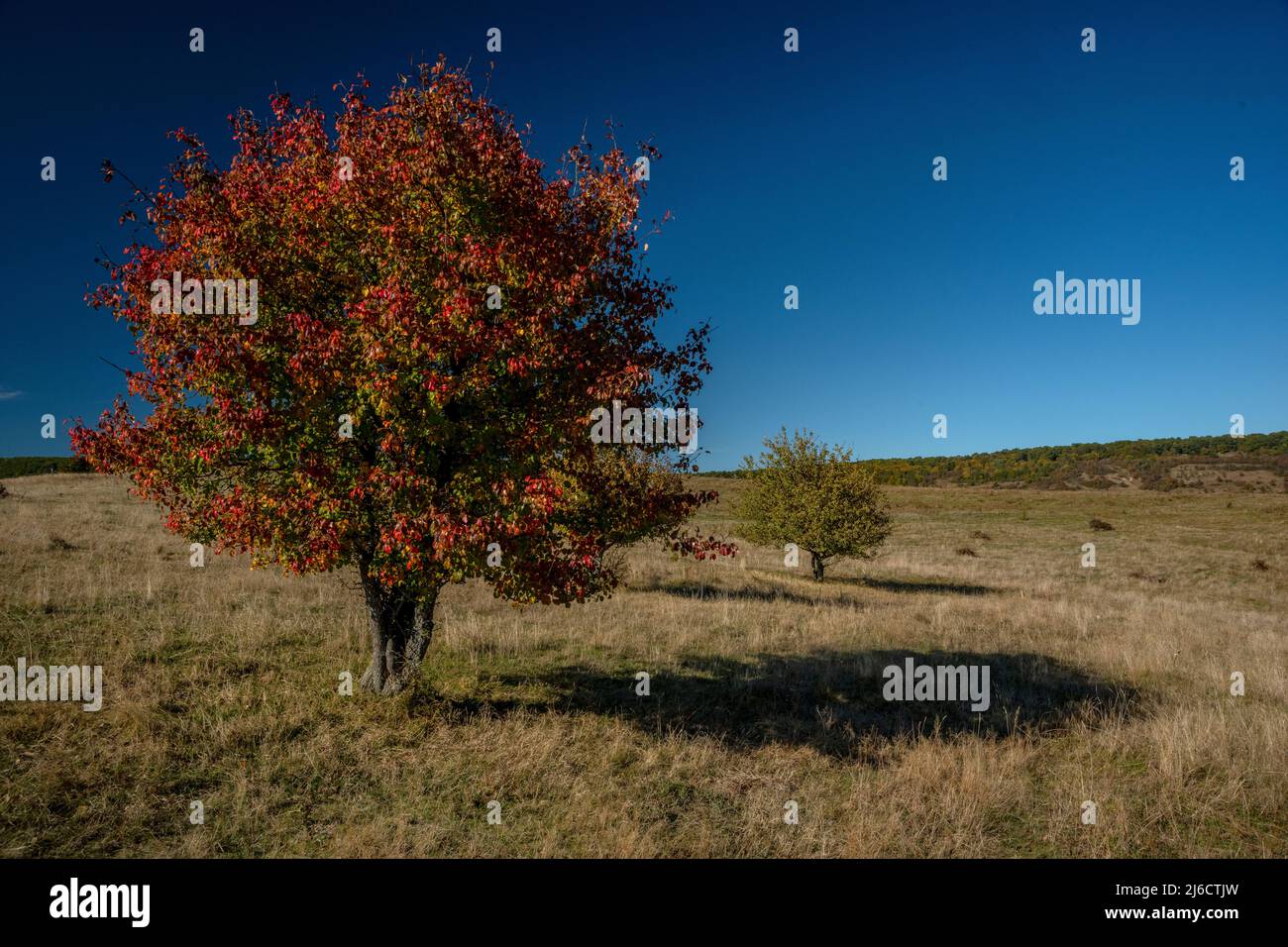 Pera selvatica europea, Pirus piraster, albero in prateria aperta in Sassonia Transilvania, Romania. Autunno. Foto Stock
