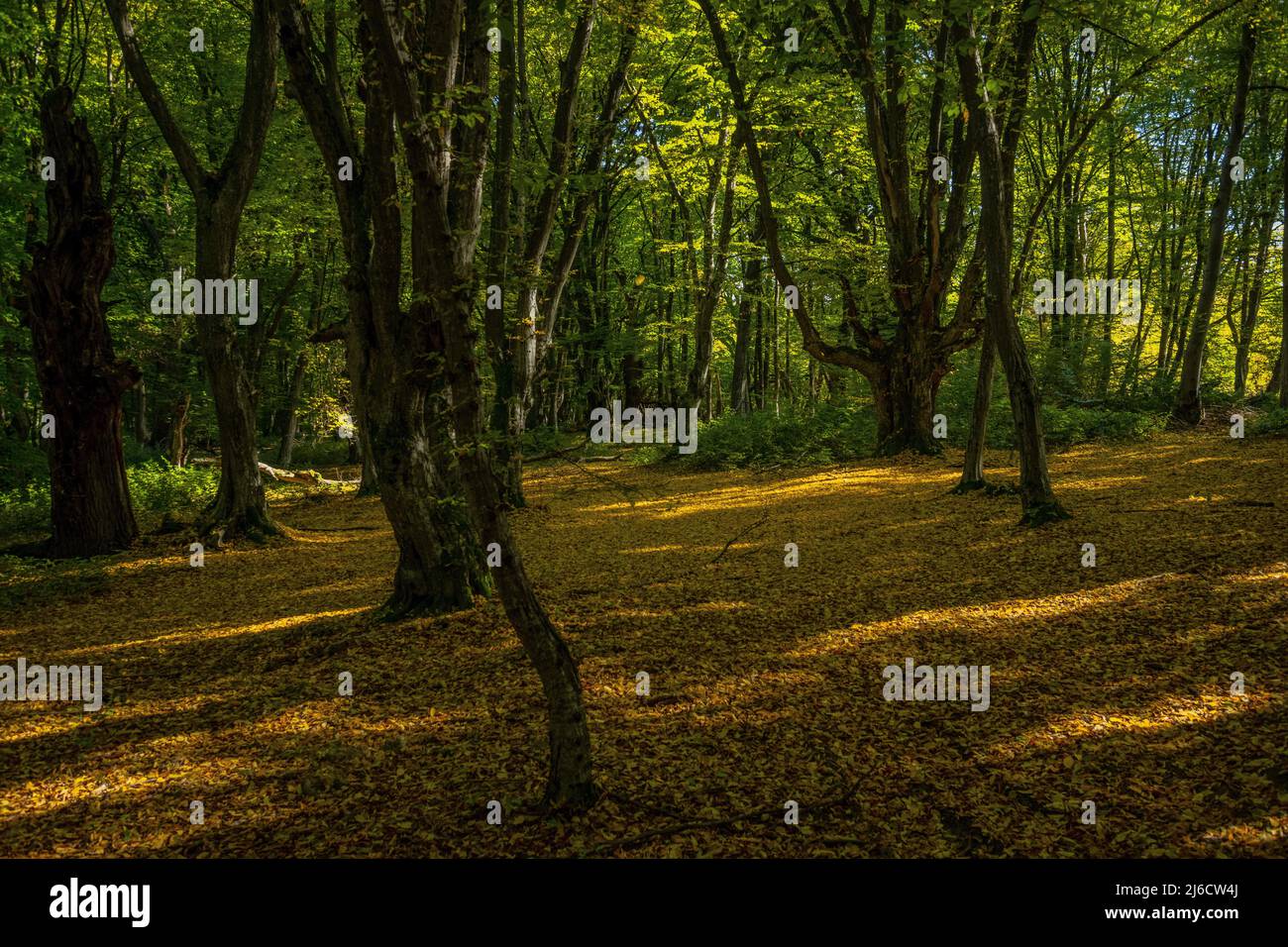 Faggi impollardati con travi a vista nella Riserva Naturale di Breite, Sighisoara, in autunno. Romania. Foto Stock