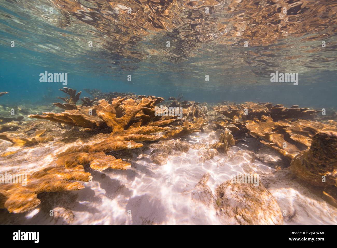 Stagcape con il corallo di Elkhorn, e spugna nella barriera corallina del Mar dei Caraibi, Curacao Foto Stock