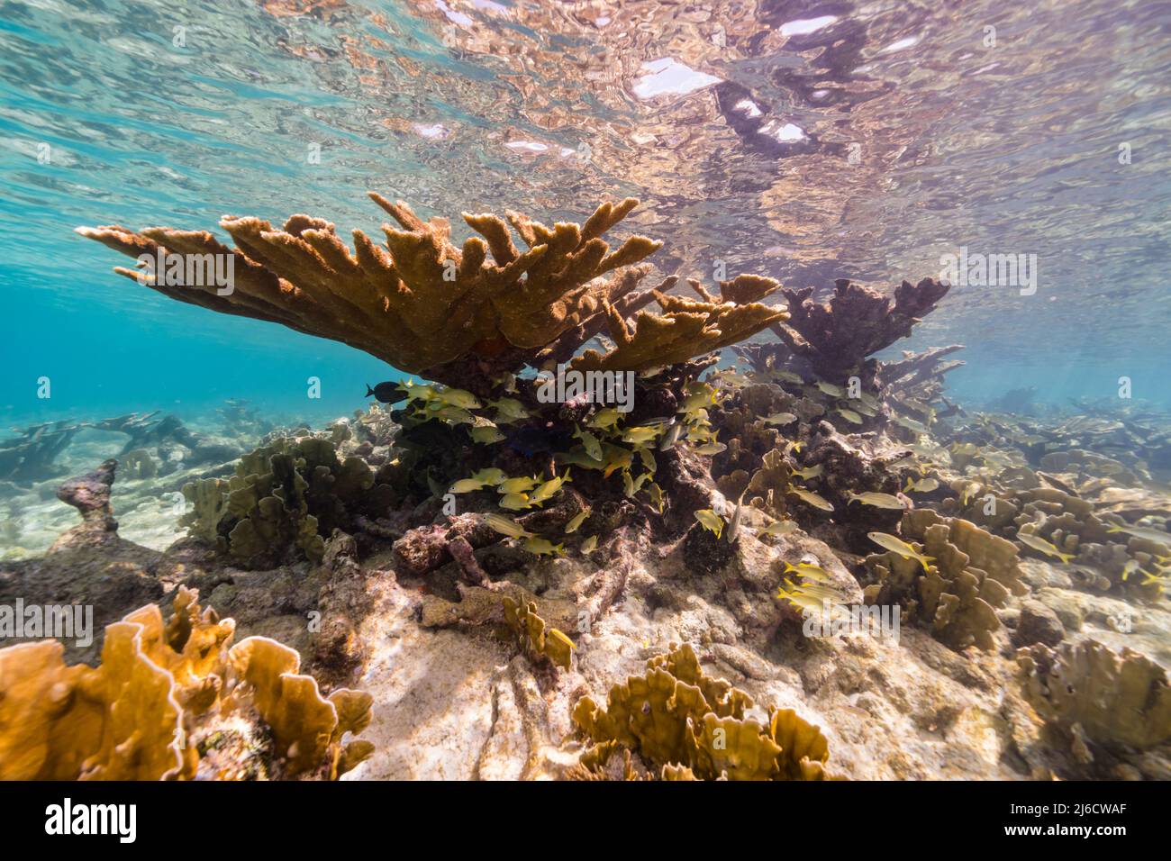 Stagcape con il corallo di Elkhorn, e spugna nella barriera corallina del Mar dei Caraibi, Curacao Foto Stock