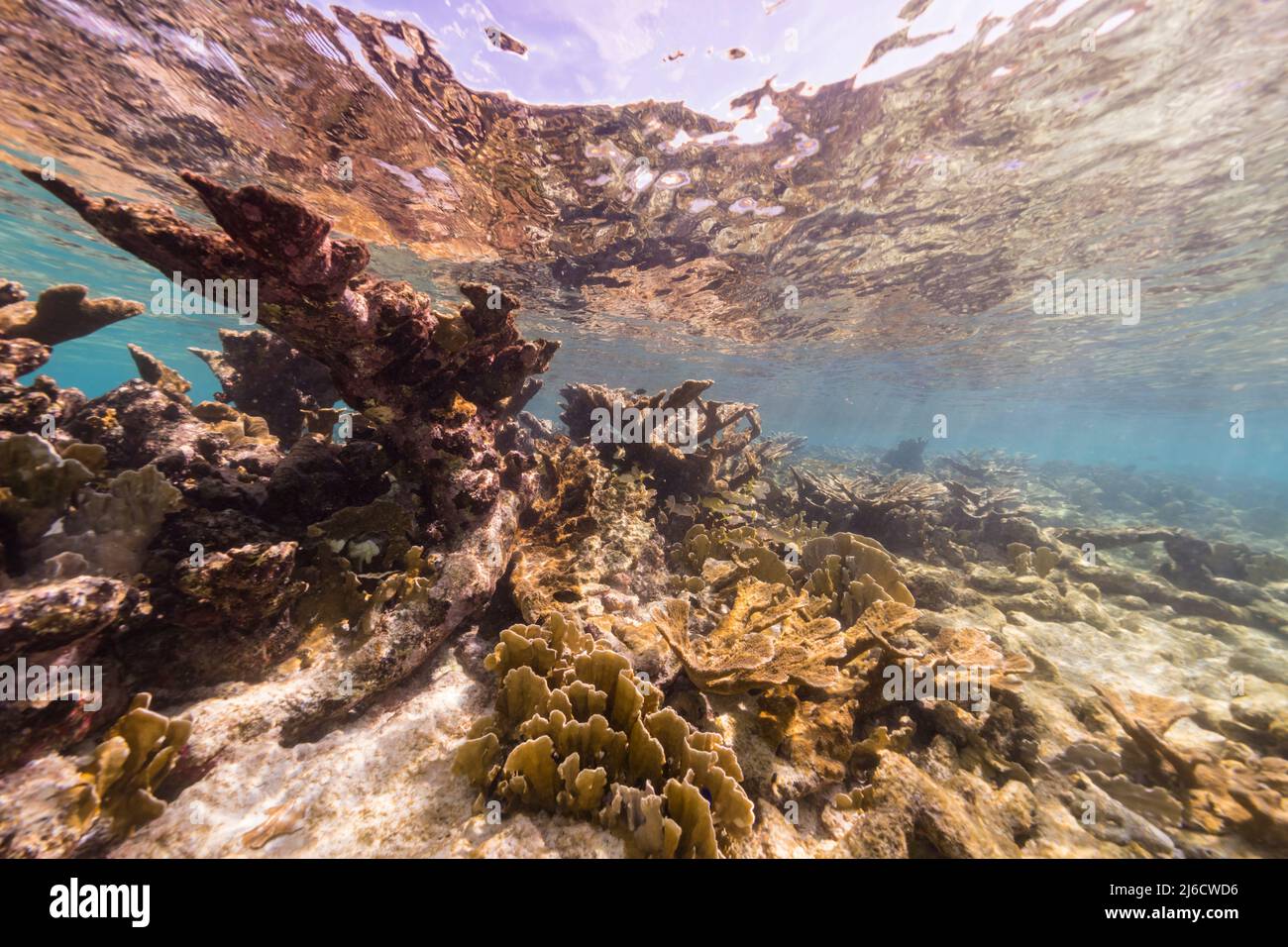 Stagcape con il corallo di Elkhorn, e spugna nella barriera corallina del Mar dei Caraibi, Curacao Foto Stock
