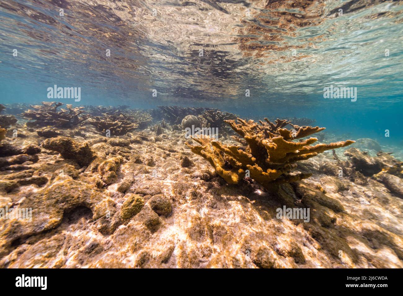 Stagcape con il corallo di Elkhorn, e spugna nella barriera corallina del Mar dei Caraibi, Curacao Foto Stock