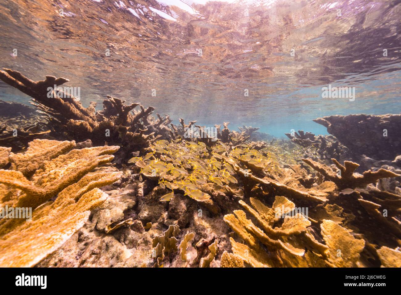 Stagcape con il corallo di Elkhorn, e spugna nella barriera corallina del Mar dei Caraibi, Curacao Foto Stock