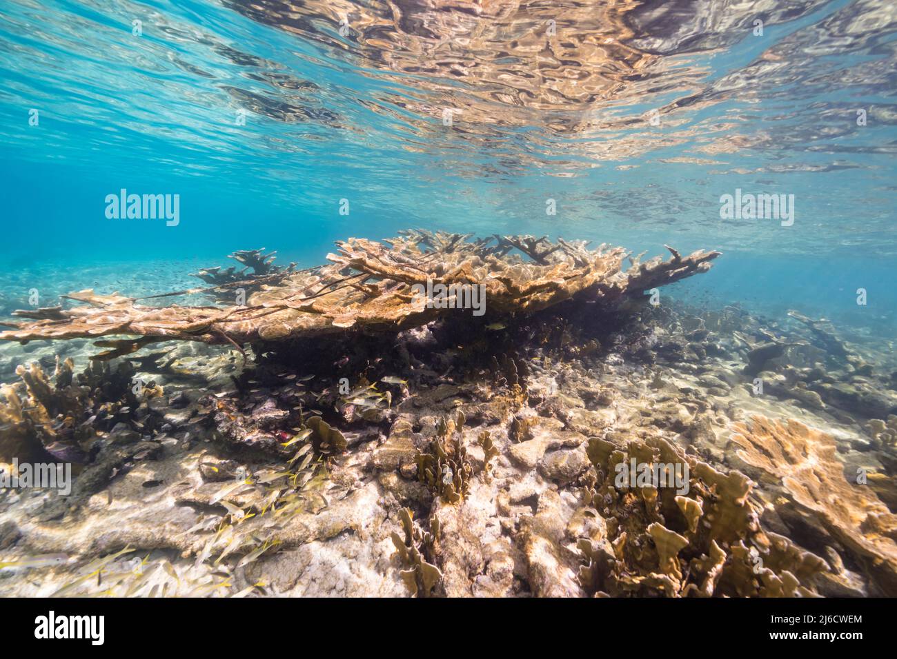 Stagcape con il corallo di Elkhorn, e spugna nella barriera corallina del Mar dei Caraibi, Curacao Foto Stock
