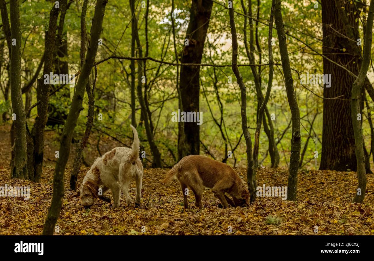 Cani da caccia al tartufo rumeno in antico bosco in autunno, nei pressi di Archita, Sassonia Transilvania. Romania. Foto Stock