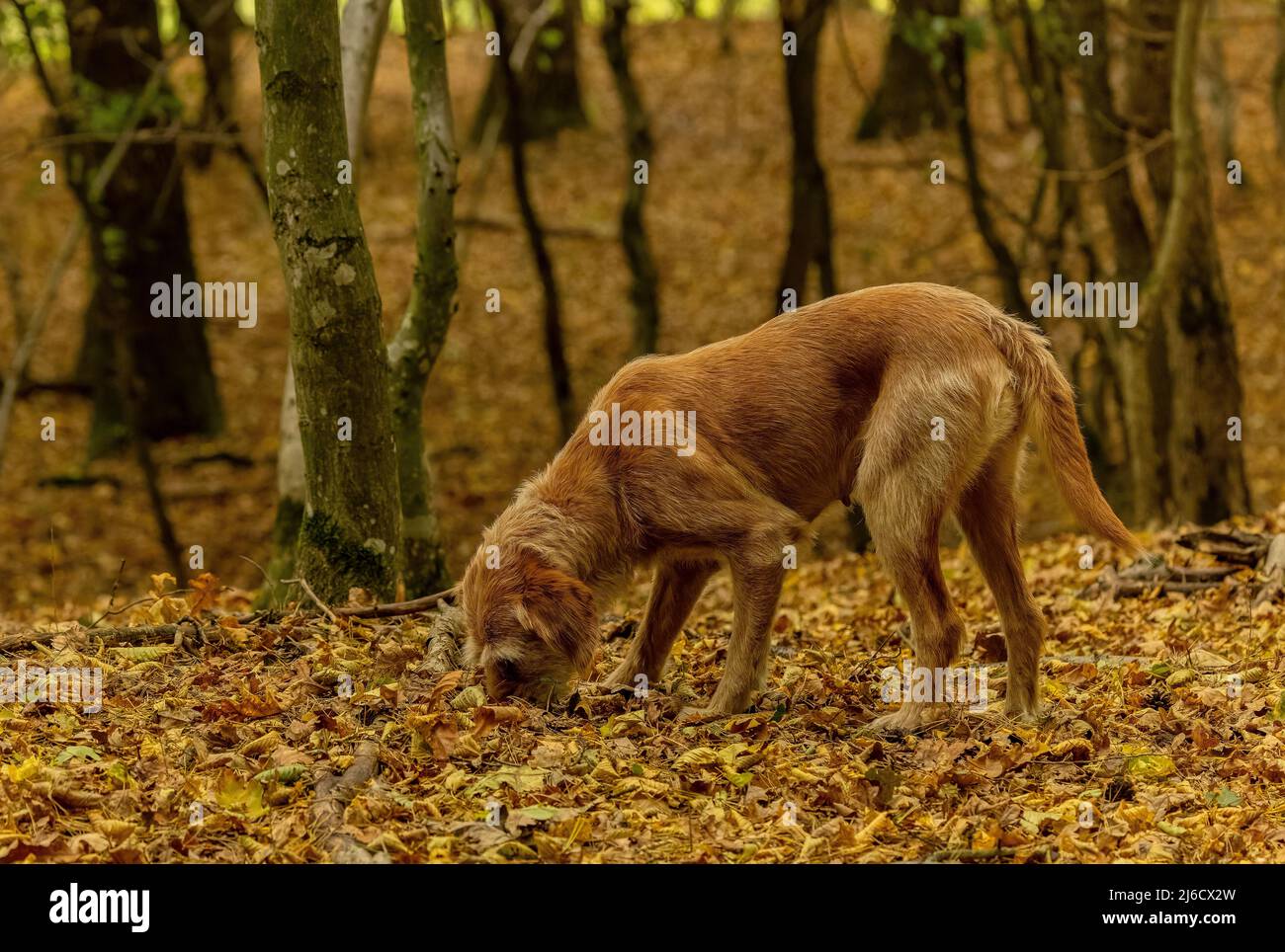 In autunno, vicino ad Archita, Saxon Transilvania, cane rumeno da caccia al tartufo in un antico bosco. Romania. Foto Stock