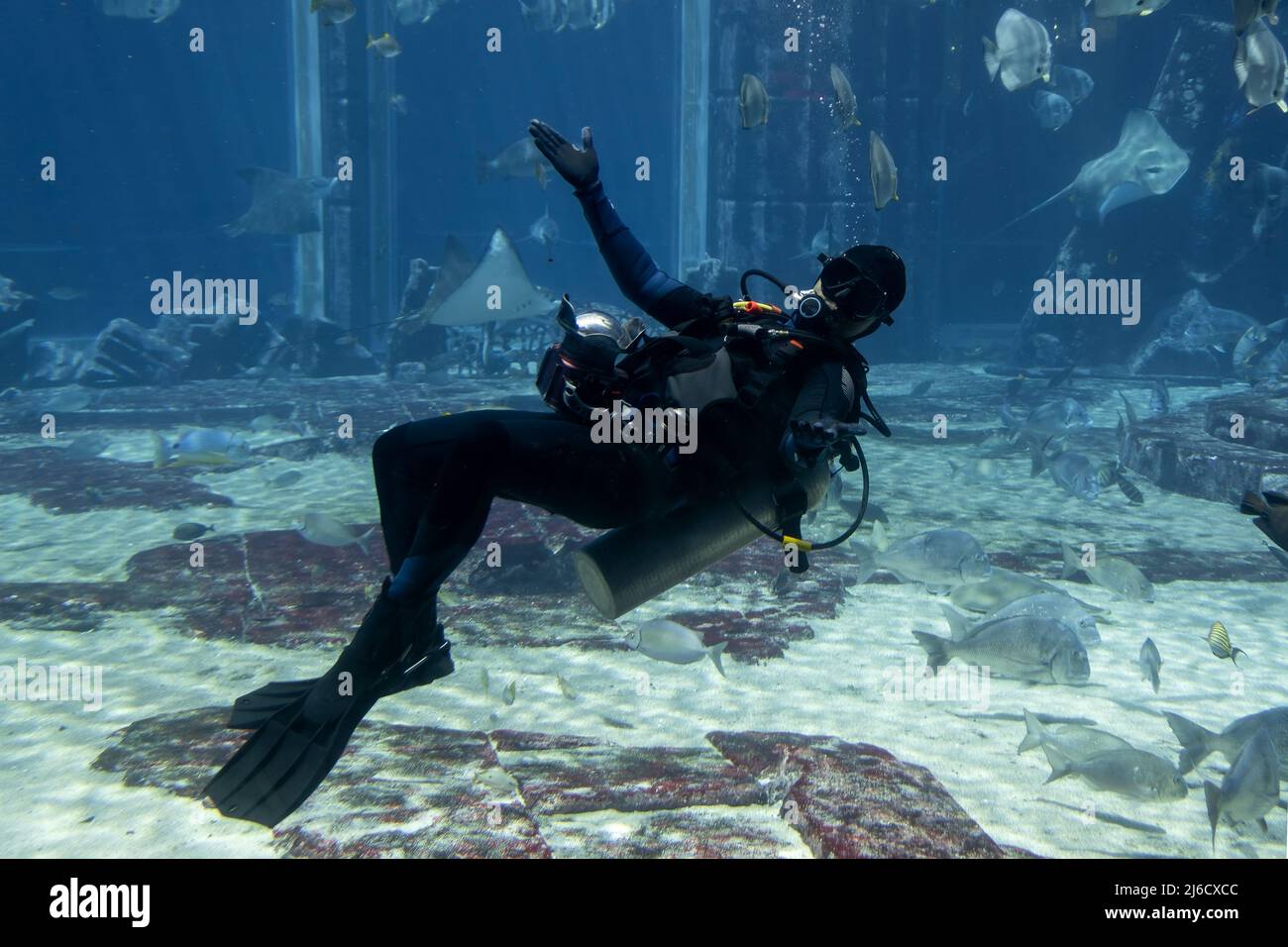 Un subacqueo subacqueo sott'acqua all'interno di un acquario in posa per i turisti, l'Acquario di Dubai Foto Stock