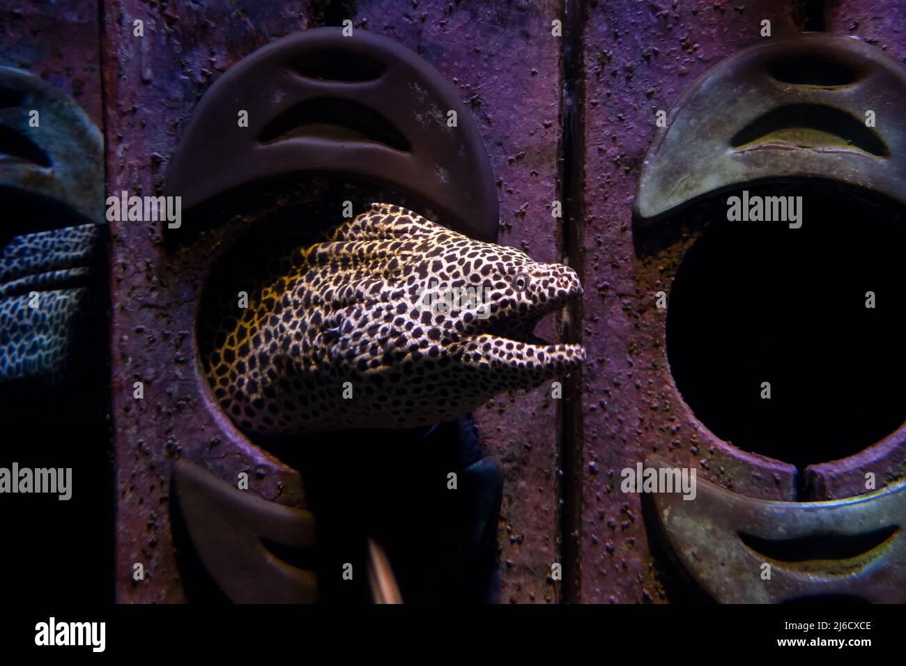 Moray Eel a nido d'ape (Gymnothorax favagineus) che guarda dal suo nido in un acquario Foto Stock
