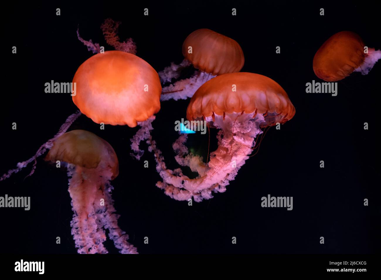 Primo piano di meduse incandescenti che si muovono con grazia attraverso l'acqua Foto Stock