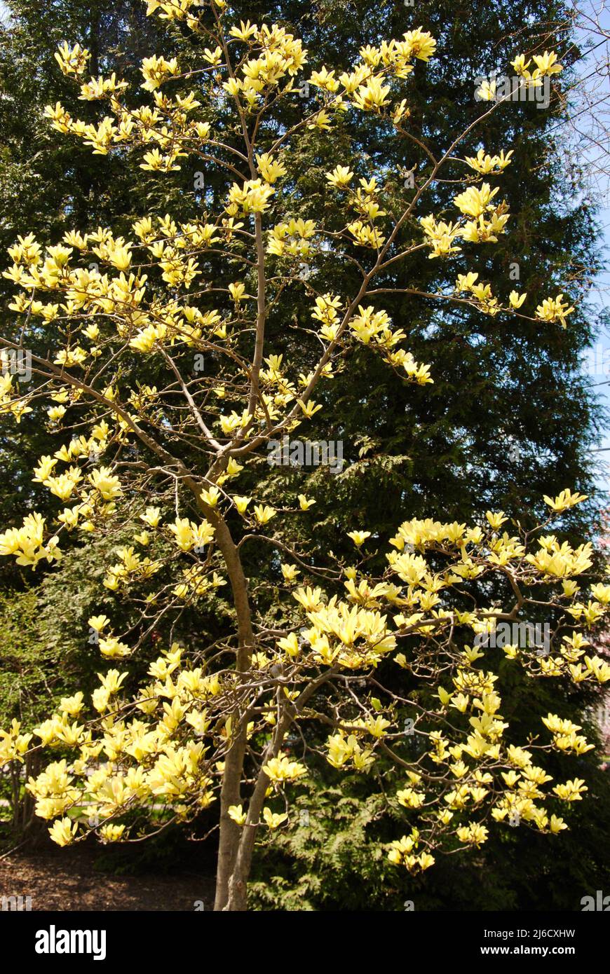 magnolia albero giallo in fiore a Lakewood, Ohio Foto Stock