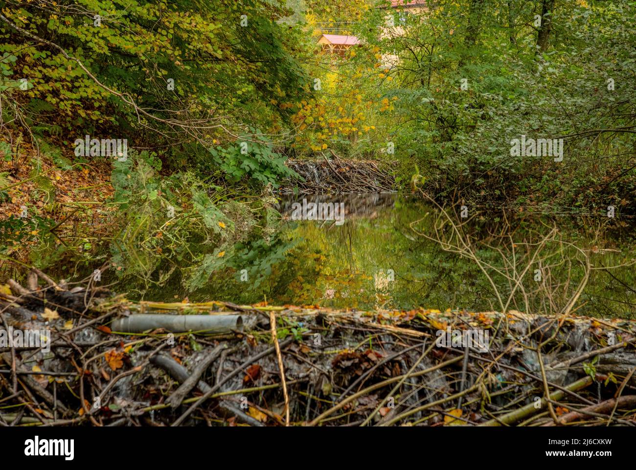 Beaver, Castor fibra, diga sul tranquillo fiume di montagna nel sud Carpazi. Romania. Foto Stock