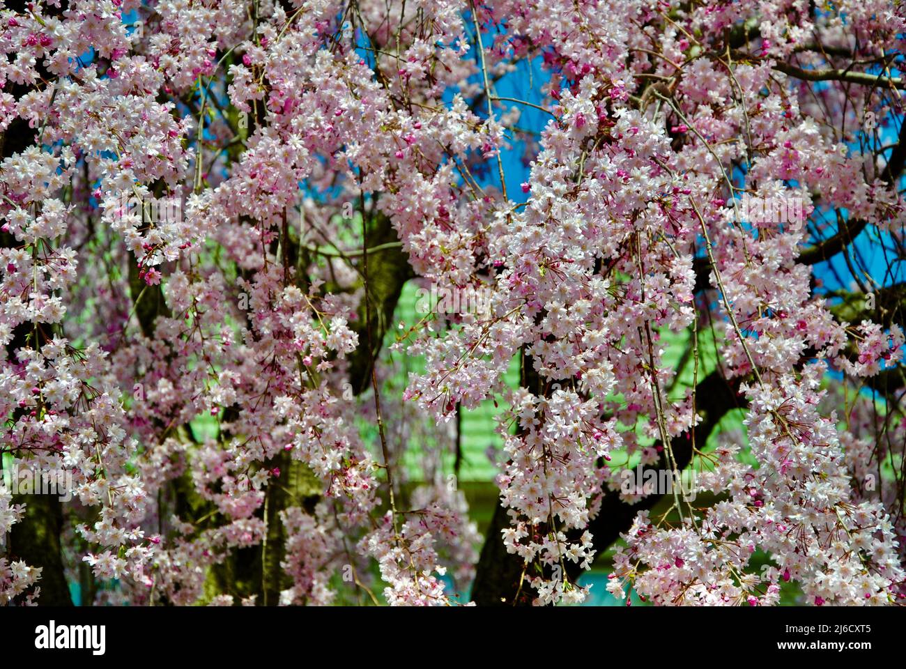 Albero fiorito nel mese di aprile a Lakewood, Ohio Foto Stock