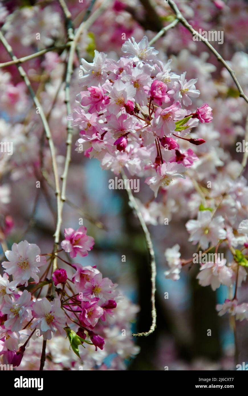 Albero fiorito nel mese di aprile a Lakewood, Ohio Foto Stock