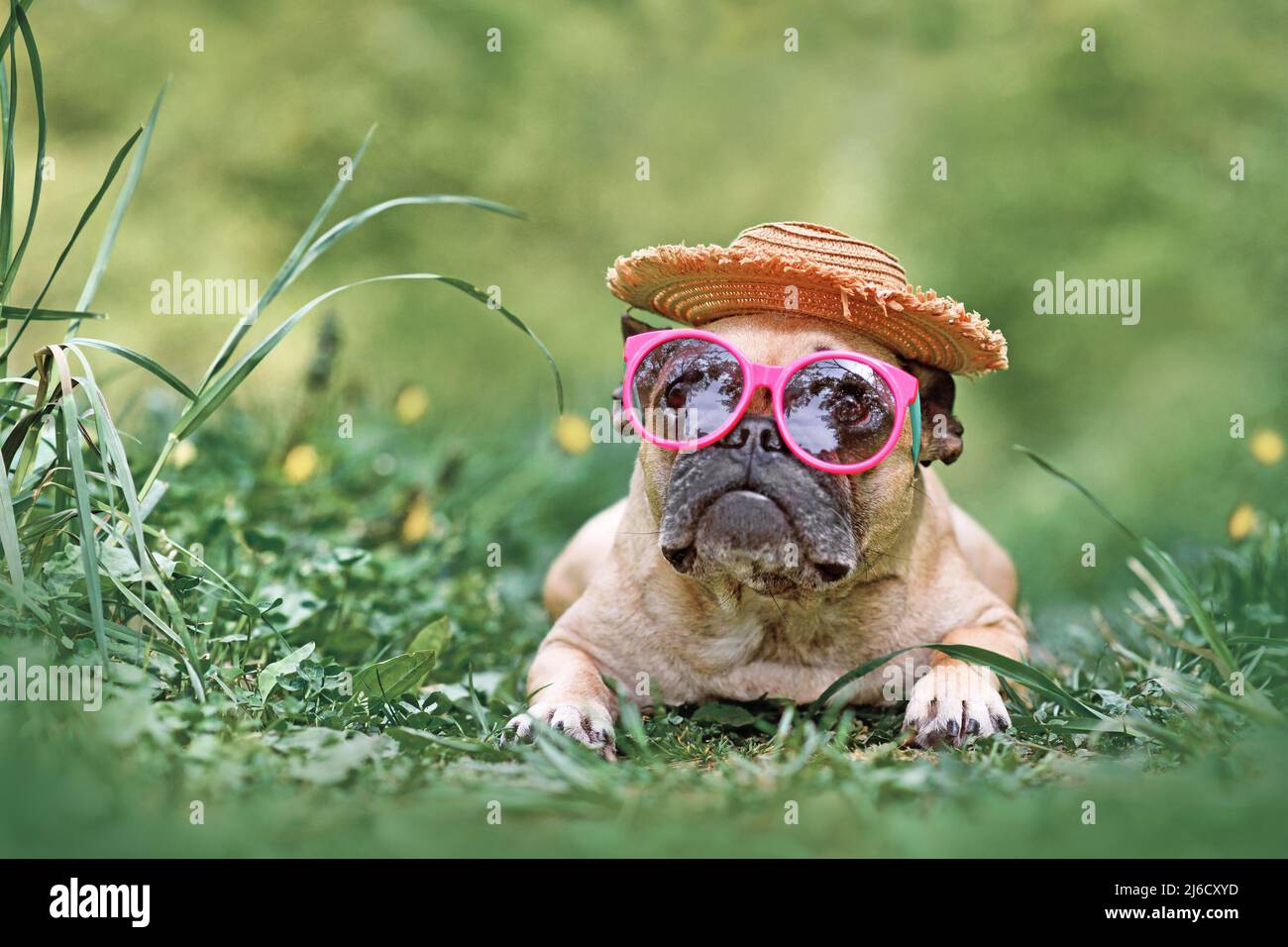 Cane Bulldog francese che indossa occhiali da sole rosa e cappello di paglia messicano Foto Stock