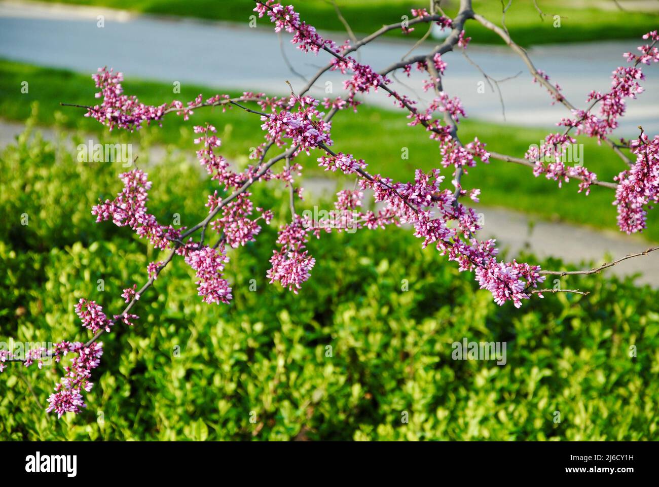 Rami con fiori viola su sfondo verde Foto Stock