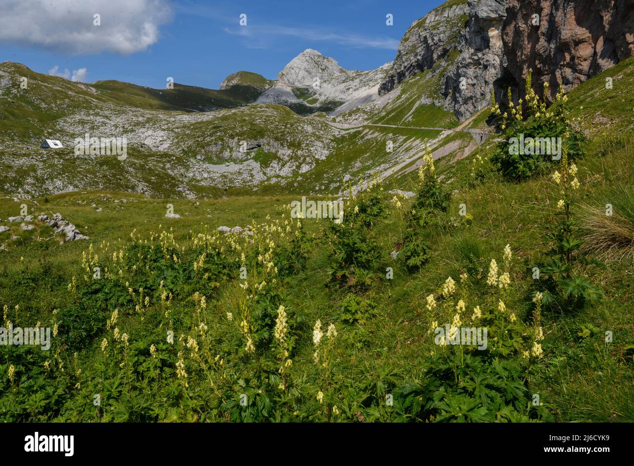 Un Monkshood giallo, o Wolfsbane, Aconitum lamarckii, sulle pendici di Mangart, Alpi Giulie, Slovenia. Foto Stock