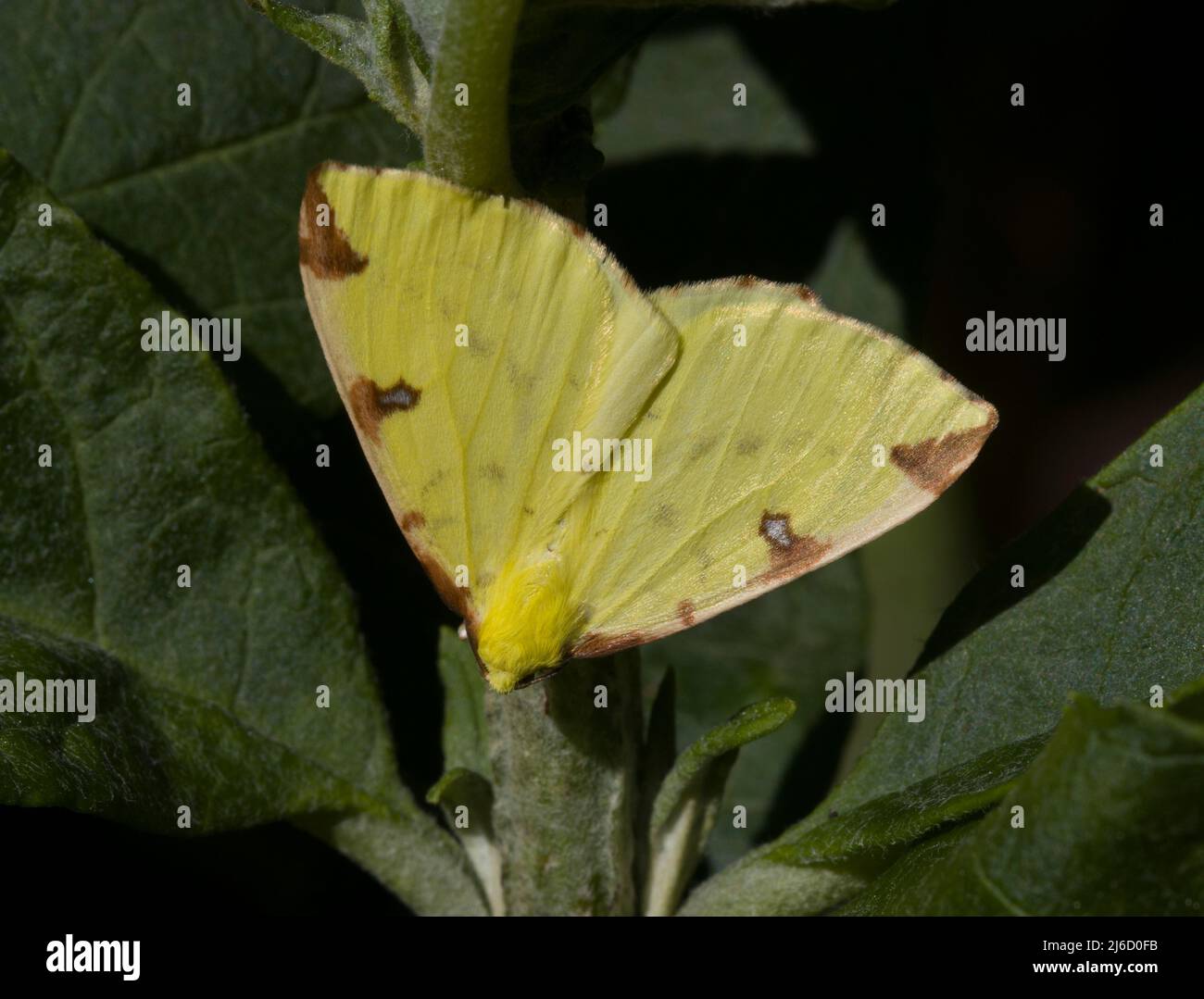Brimstone Moth Opistograptis Luleolata Foto Stock