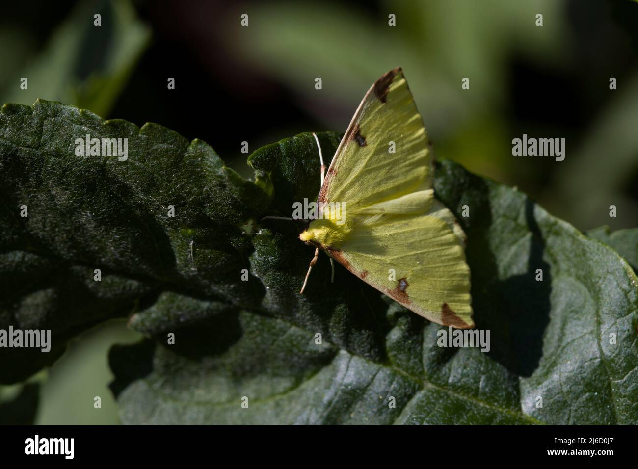 Brimstone Moth Opistograptis Luleolata Foto Stock