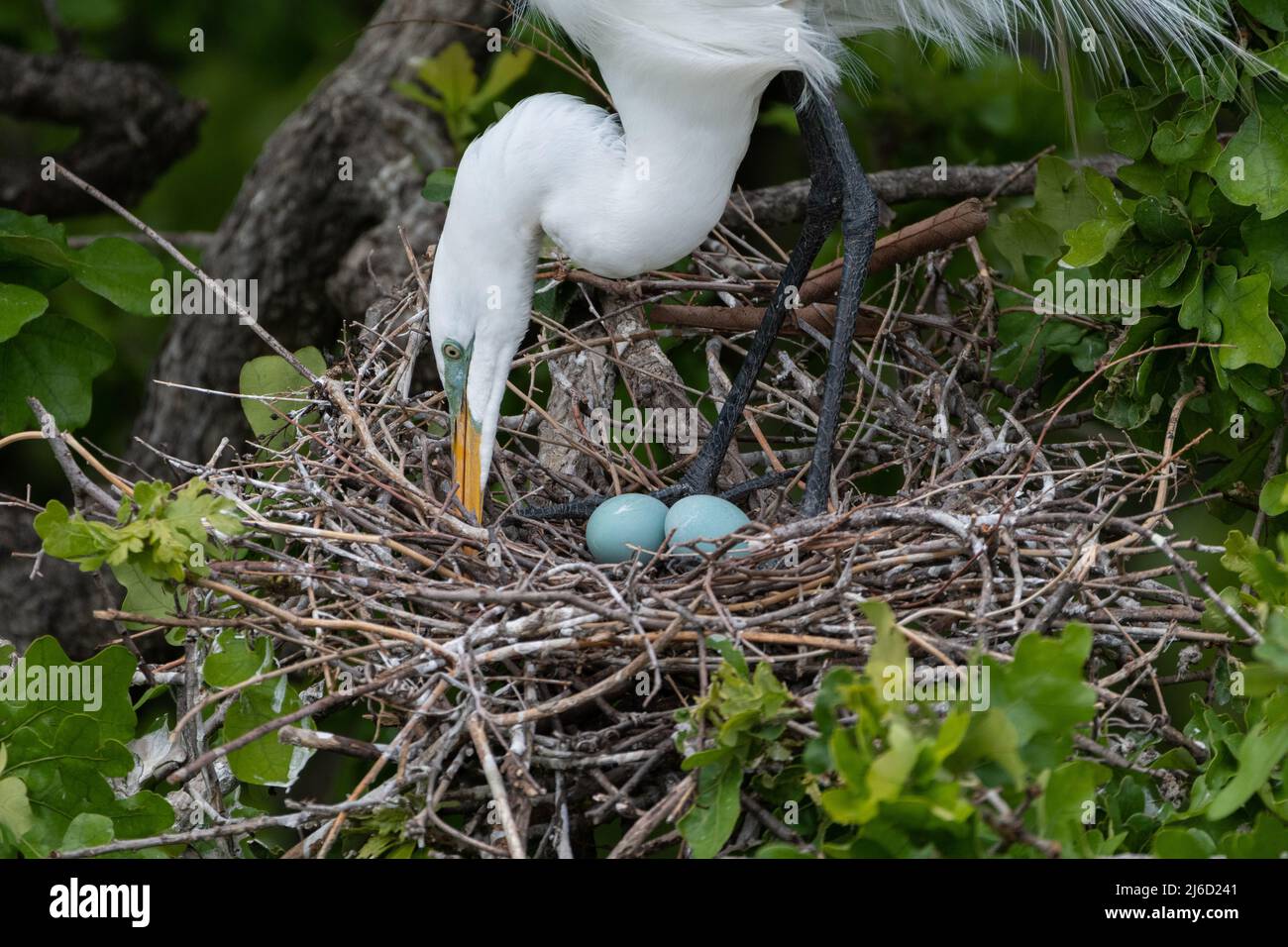 Primo piano di un grande Egret bianco utilizzando il suo becco potente per tendere ad una frizione di uova blu nel suo nido alto negli alberi al Rookery UTSWMC a Dallas, Foto Stock