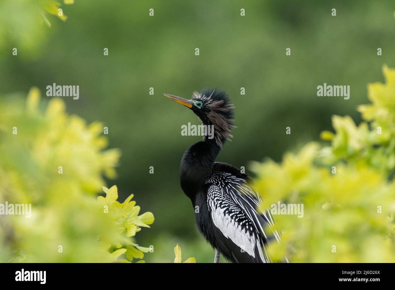 Un maschio Anhinga, o uccello serpente, mostrando fuori il relativo piumaggio di riproduzione dal relativo persico alto nella parte superiore degli alberi al rookery UTSMC a Dallas, Texas. Foto Stock