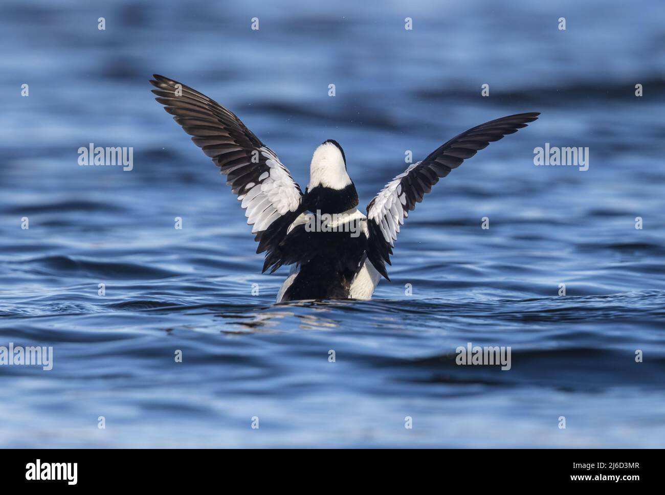 Drake bufflehead allunga le sue ali nel Wisconsin settentrionale. Foto Stock