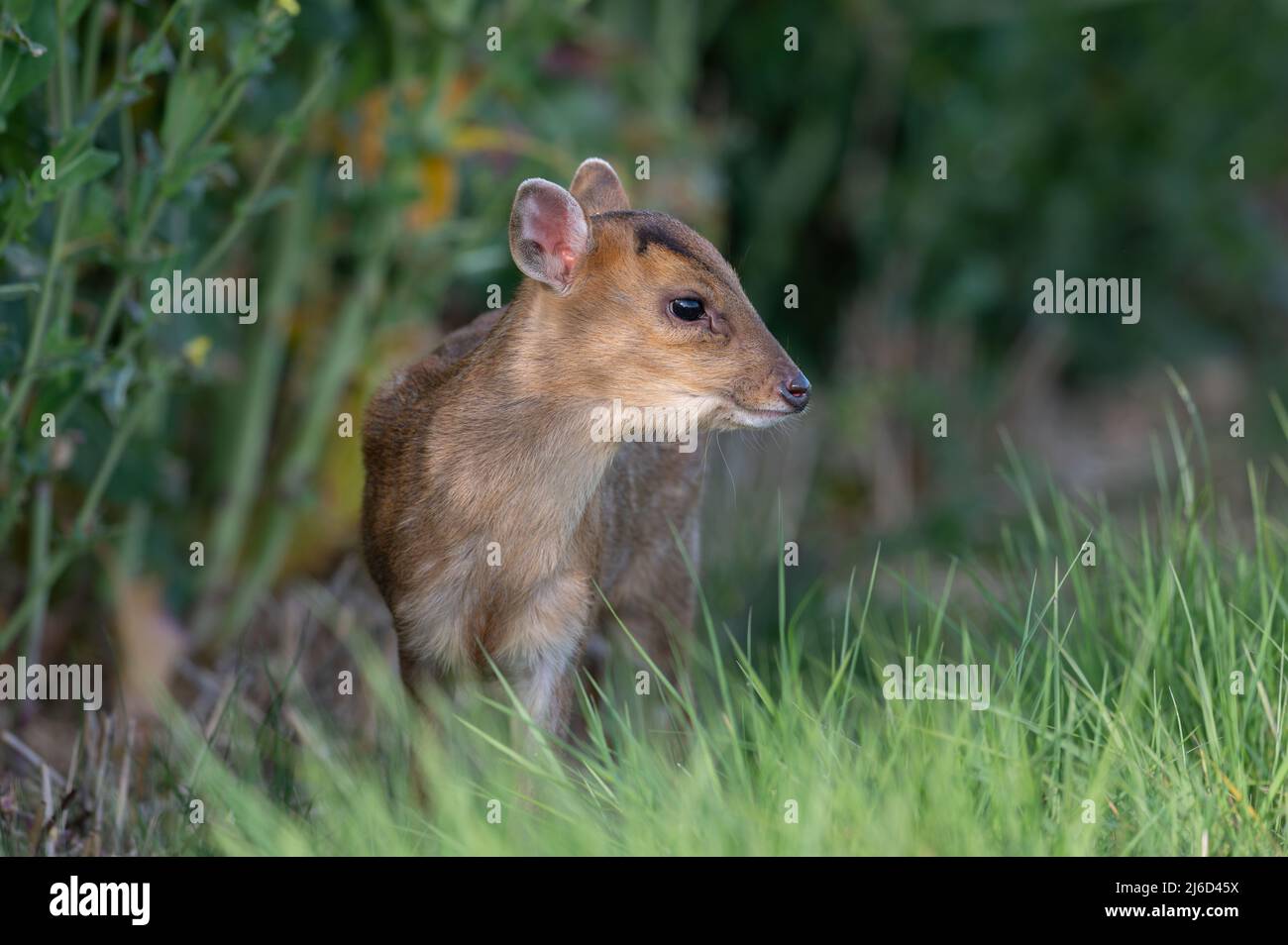 Young Reeves muntjac Deer (Muntiacus reevesi in terreni agricoli nel Norfolk del Nord, Regno Unito. Foto Stock