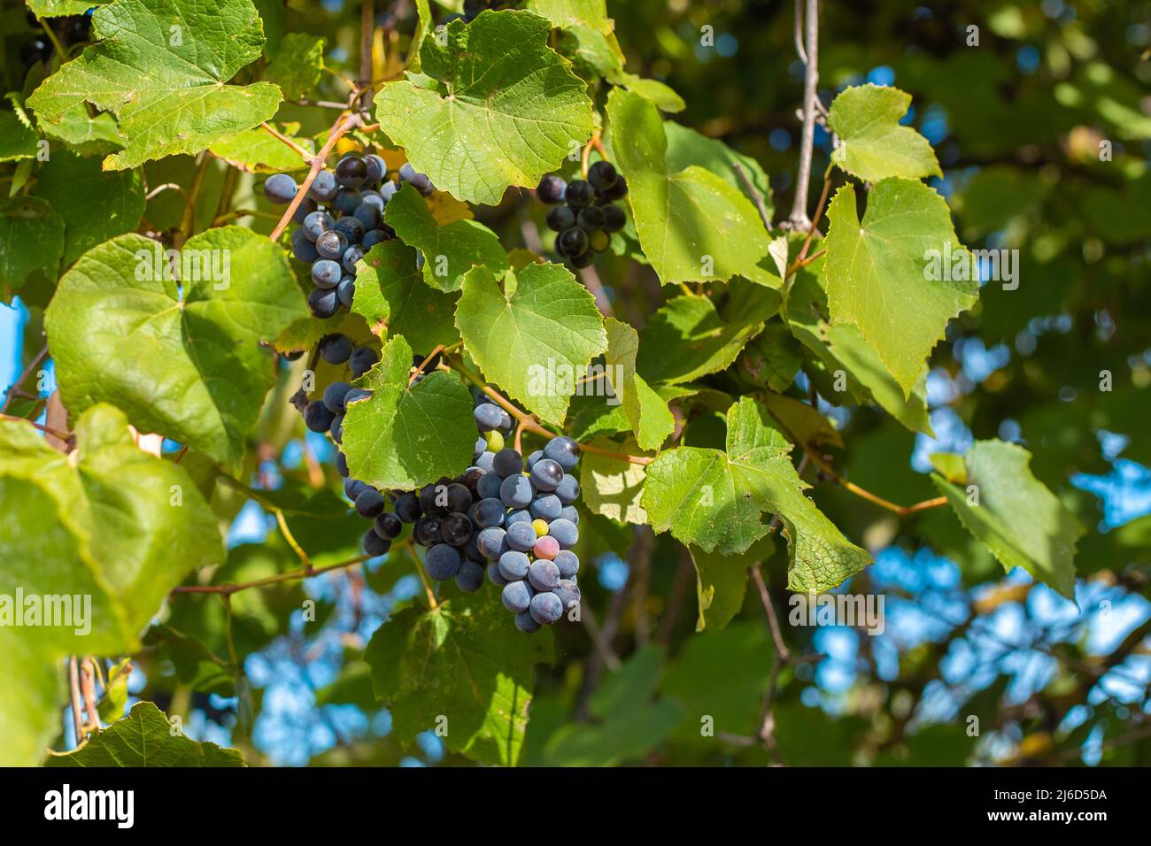 Un vitigno con grappoli di uva Isabella nera matura in giardino. Raccolta e vinificazione. Foto Stock