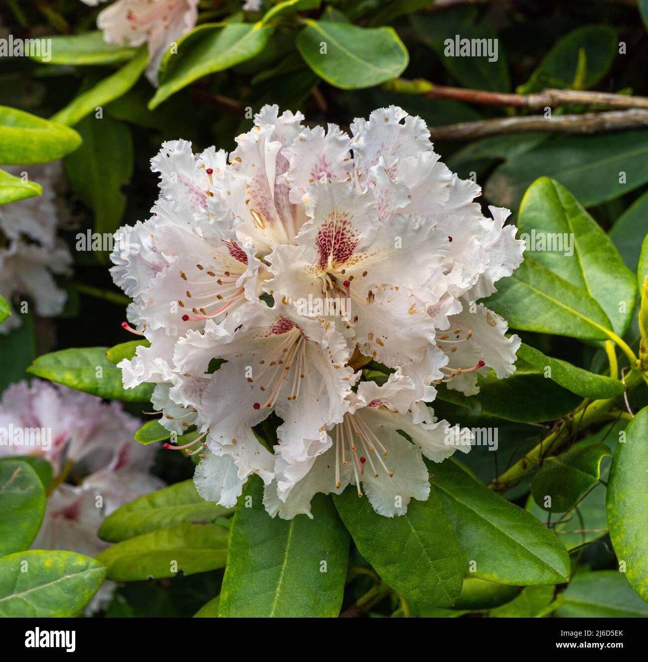 Primo piano dei fiori di rododendro. Baden-Baden, Baden Wuerttemberg, Germania Foto Stock