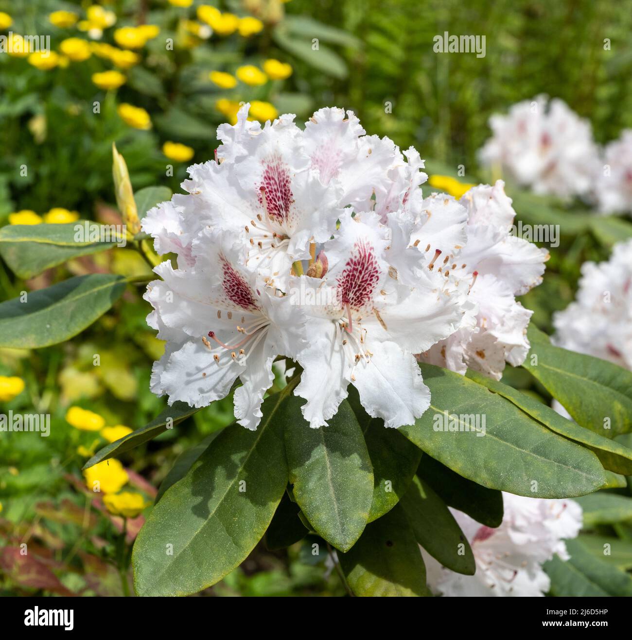 Primo piano dei fiori di rododendro. Baden-Baden, Baden Wuerttemberg, Germania Foto Stock