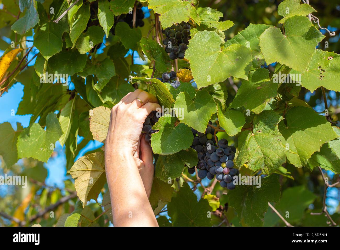 Una donna in giardino raccoglie uve nere Isabella per la produzione del vino. Foto Stock