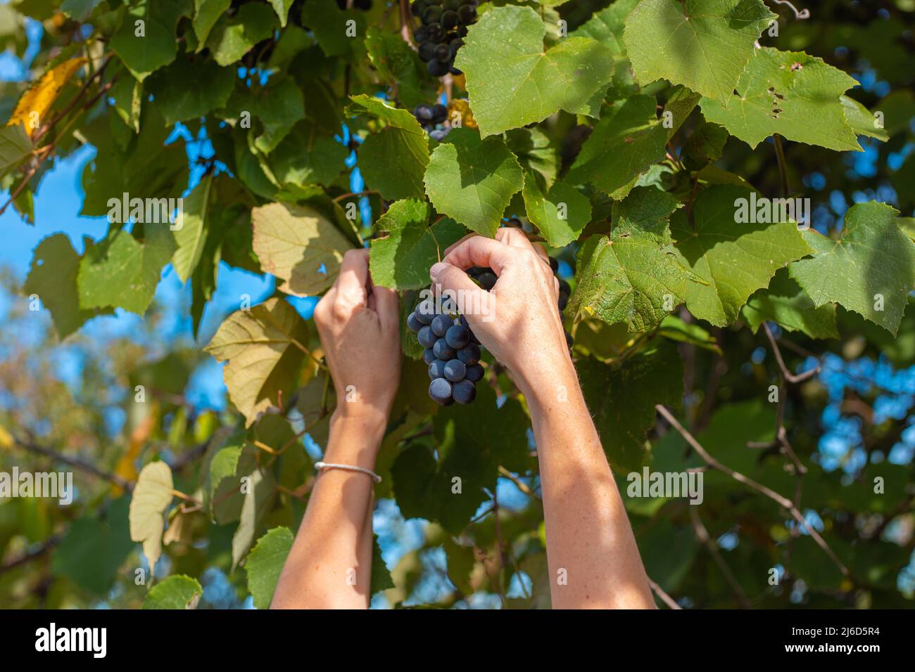 Una donna in giardino raccoglie uve nere Isabella per la produzione del vino. Foto Stock