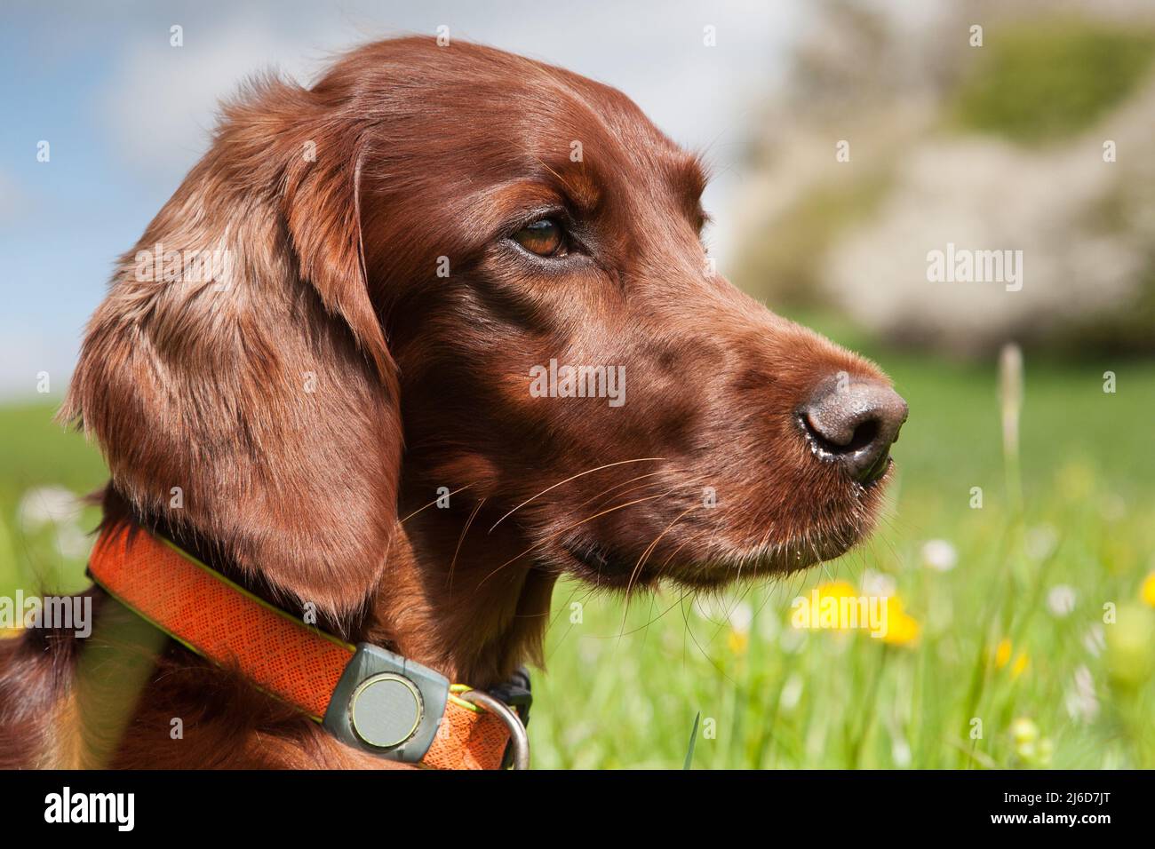 Bella foto ritratto di un cane da caccia irlandese Setter seduto in una bella giornata di primavera nel prato in fiore e guardando attentamente. Foto Stock