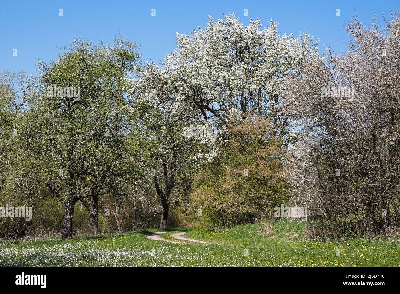 Dopo lunghe e buie giornate invernali, ciò che potrebbe essere più bello di escursioni su sentieri meravigliosamente tranquilli in primavera, quando la natura prende vita. Foto Stock